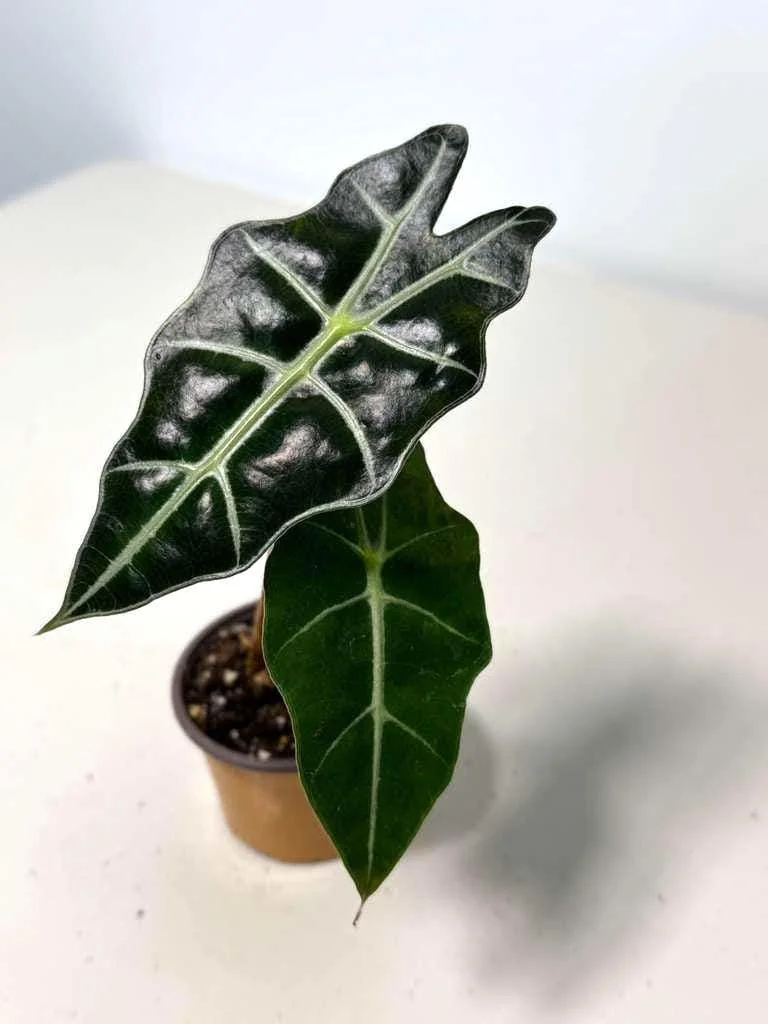 Alocasia Bambino Arrow Live Plant – 2 inch Nursery Pot – African Mask Plant – Indoor Elephant Ear - Image 3