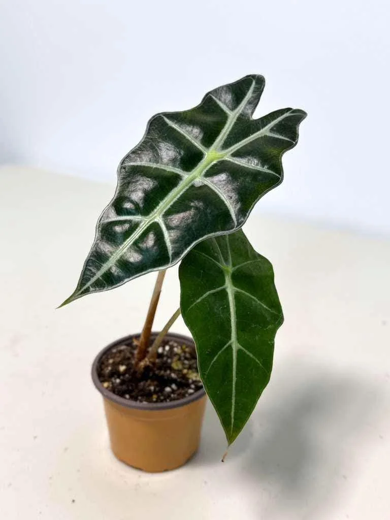 Alocasia Bambino Arrow Live Plant – 2 inch Nursery Pot – African Mask Plant – Indoor Elephant Ear - Image 4