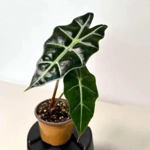 Alocasia Bambino Arrow Live Plant – 2 inch Nursery Pot – African Mask Plant – Indoor Elephant Ear - Image 5