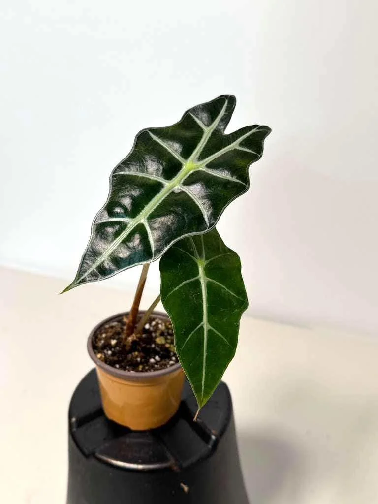 Alocasia Bambino Arrow Live Plant – 2 inch Nursery Pot – African Mask Plant – Indoor Elephant Ear - Image 5
