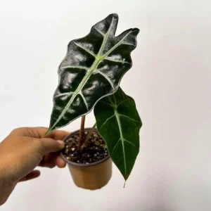 Alocasia Bambino Arrow Live Plant – 2 inch Nursery Pot – African Mask Plant – Indoor Elephant Ear - Image 6