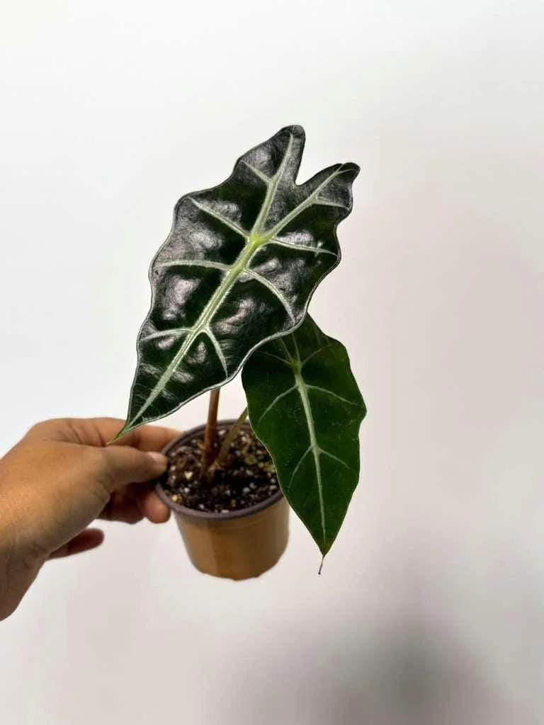 Alocasia Bambino Arrow Live Plant – 2 inch Nursery Pot – African Mask Plant – Indoor Elephant Ear - Image 6