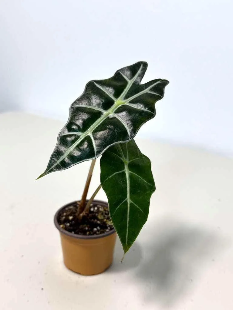 Alocasia Bambino Arrow Live Plant – 2 inch Nursery Pot – African Mask Plant – Indoor Elephant Ear - Image 7