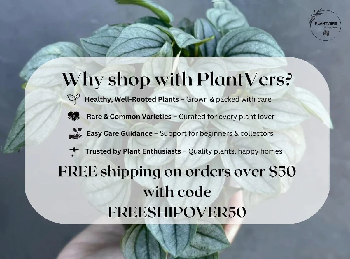 Alocasia Bambino Arrow Live Plant – 2 inch Nursery Pot – African Mask Plant – Indoor Elephant Ear - Image 8