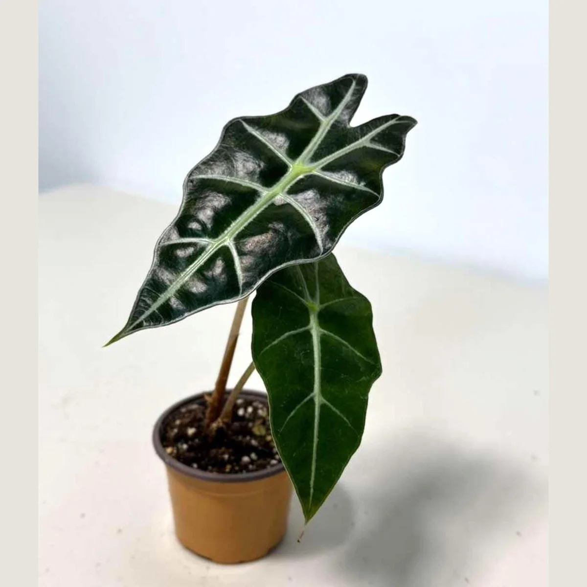 Alocasia Bambino Arrow Live Plant – 2 inch Nursery Pot – African Mask Plant – Indoor Elephant Ear - Image 1