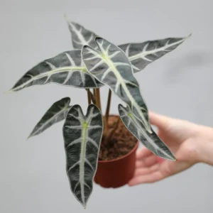 Alocasia Bambino Arrow Live Plant – 4 inch Nursery Pot – Tropical Indoor Houseplant - Image 3