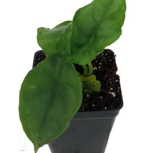 Alocasia 'Dragon Breath' Live African Mask Plant - 2.5" Pot - Indoor - Image 2