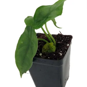 Alocasia 'Dragon Breath' Live African Mask Plant - 2.5