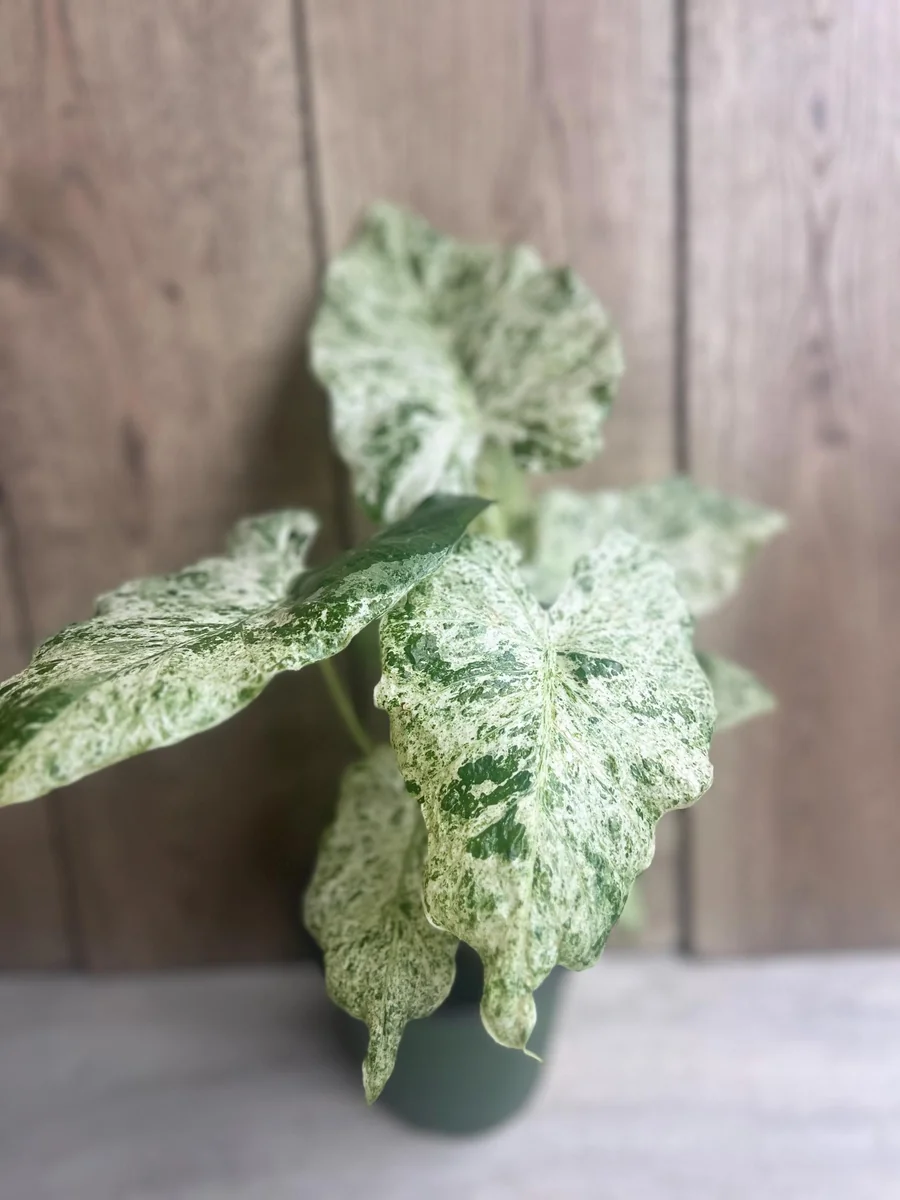 Alocasia Macrorrhiza Camouflage Variegated Live Plant – 6 inch Pot – Indoor - Image 2