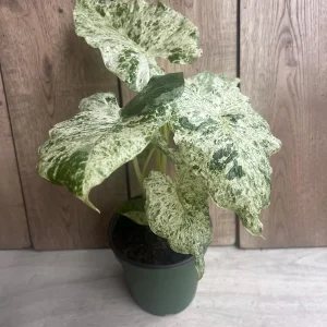Alocasia Macrorrhiza Camouflage Variegated Live Plant – 6 inch Pot – Indoor - Image 3