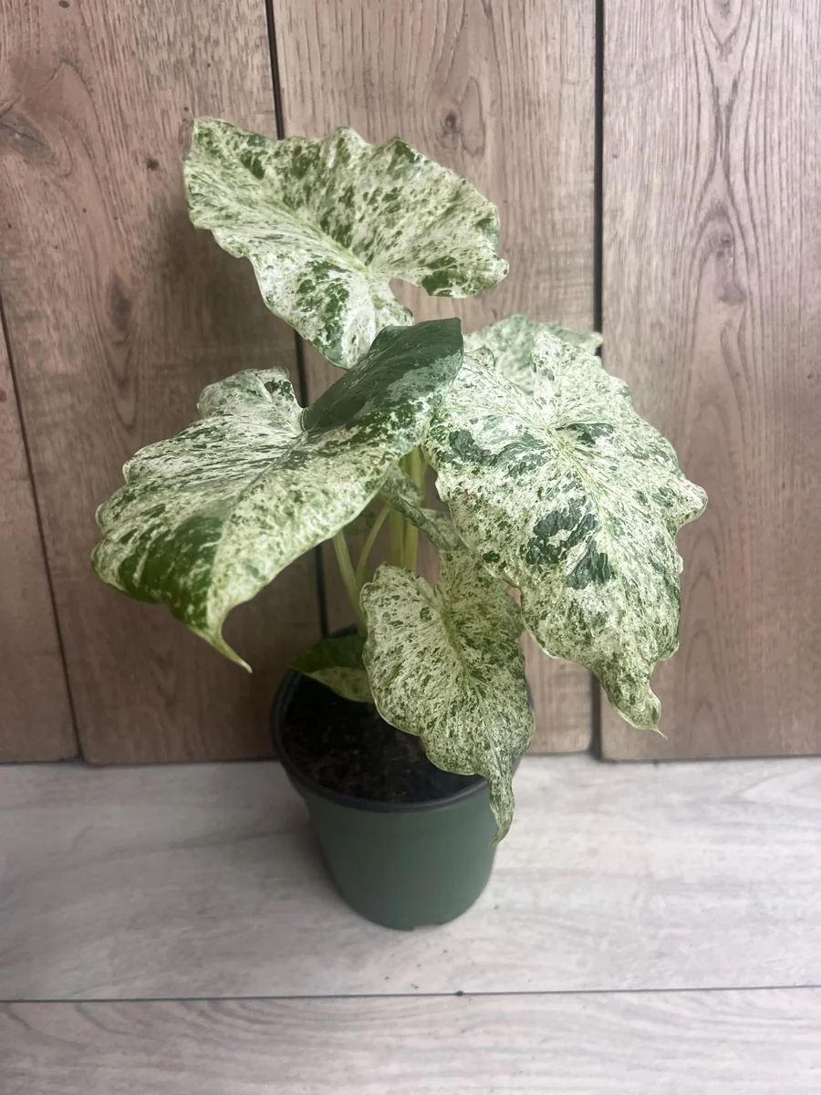 Alocasia Macrorrhiza Camouflage Variegated Live Plant – 6 inch Pot – Indoor - Image 3