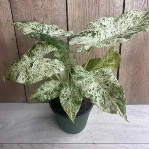 Alocasia Macrorrhiza Camouflage Variegated Live Plant – 6 inch Pot – Indoor - Image 4