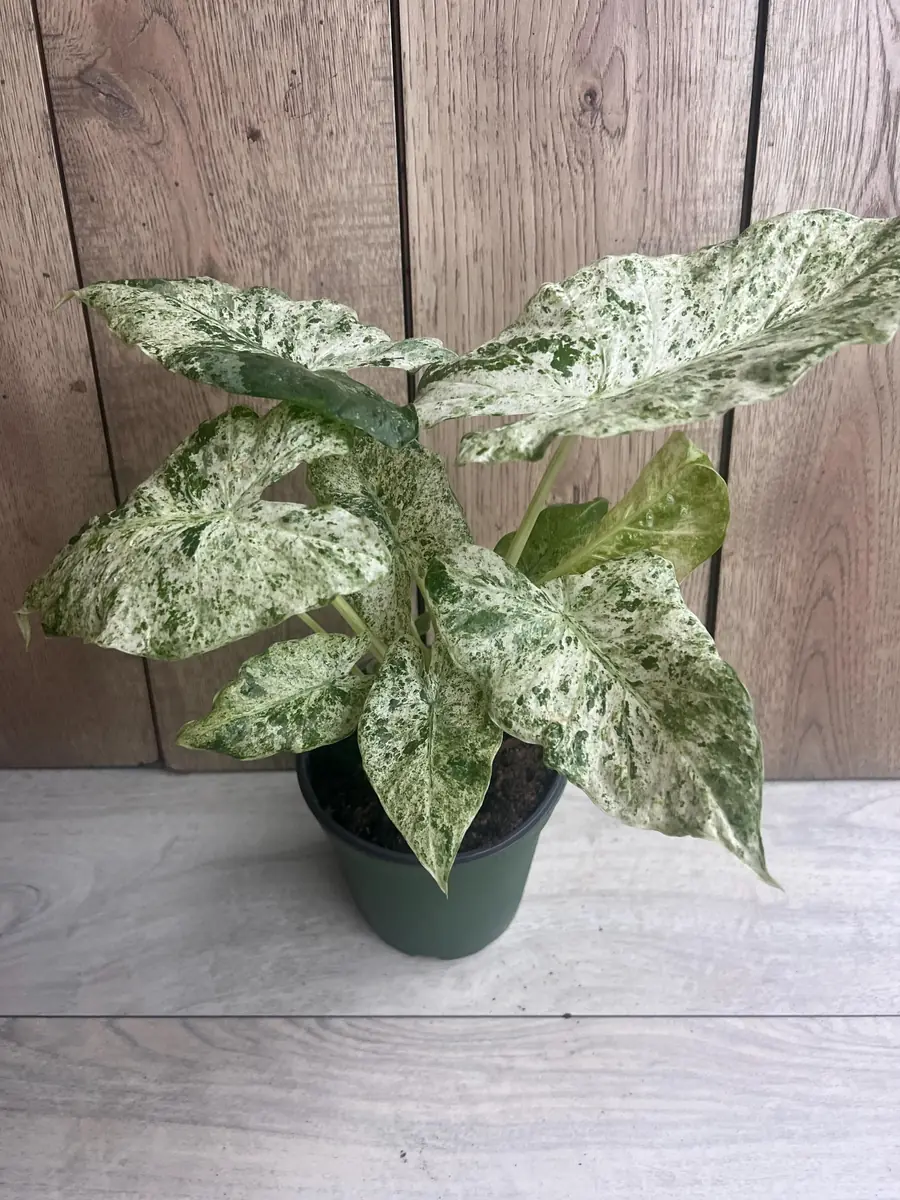 Alocasia Macrorrhiza Camouflage Variegated Live Plant – 6 inch Pot – Indoor - Image 4