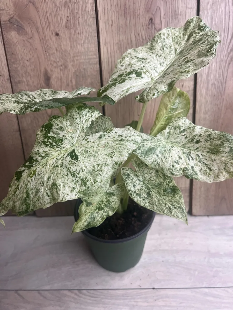 Alocasia Macrorrhiza Camouflage Variegated Live Plant – 6 inch Pot – Indoor - Image 5