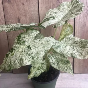 Alocasia Macrorrhiza Camouflage Variegated Live Plant – 6 inch Pot – Indoor - Image 6