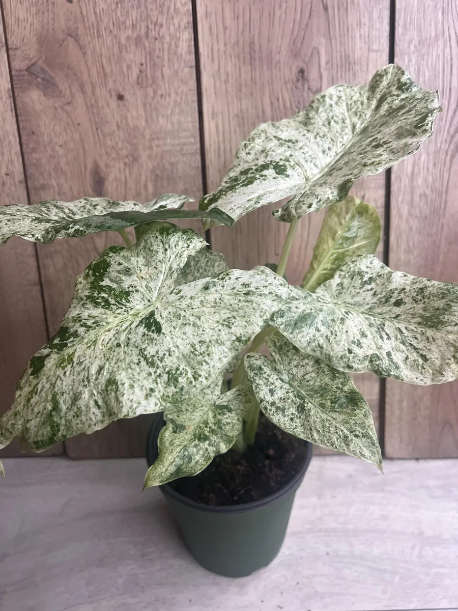 Alocasia Macrorrhiza Camouflage Variegated Live Plant – 6 inch Pot – Indoor - Image 6