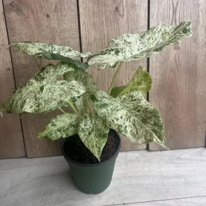 Alocasia Macrorrhiza Camouflage Variegated Live Plant – 6 inch Pot – Indoor - Image 7