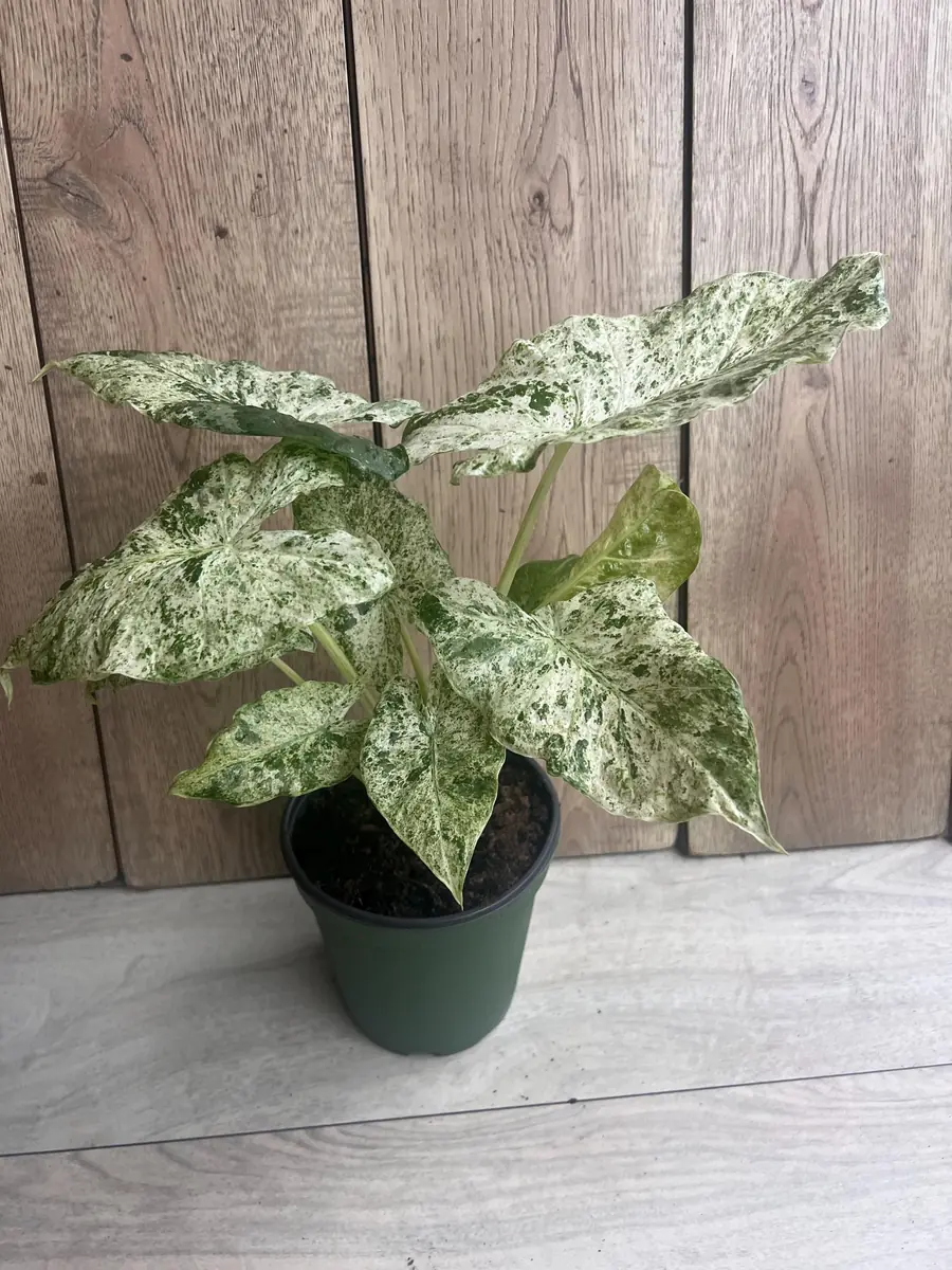 Alocasia Macrorrhiza Camouflage Variegated Live Plant – 6 inch Pot – Indoor - Image 7