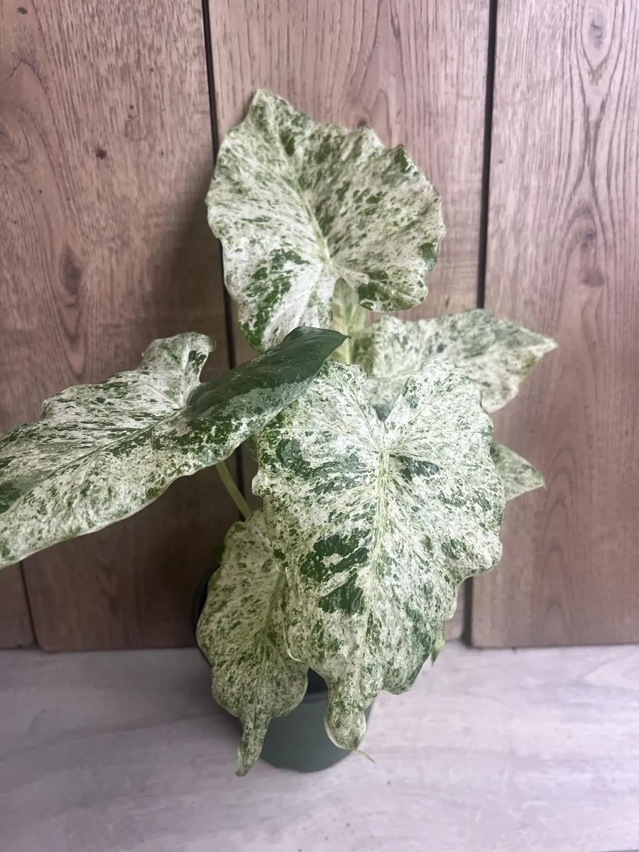 Alocasia Macrorrhiza Camouflage Variegated Live Plant – 6 inch Pot – Indoor - Image 8