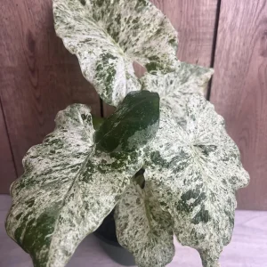 Alocasia Macrorrhiza Camouflage Variegated Live Plant – 6 inch Pot – Indoor - Image 9