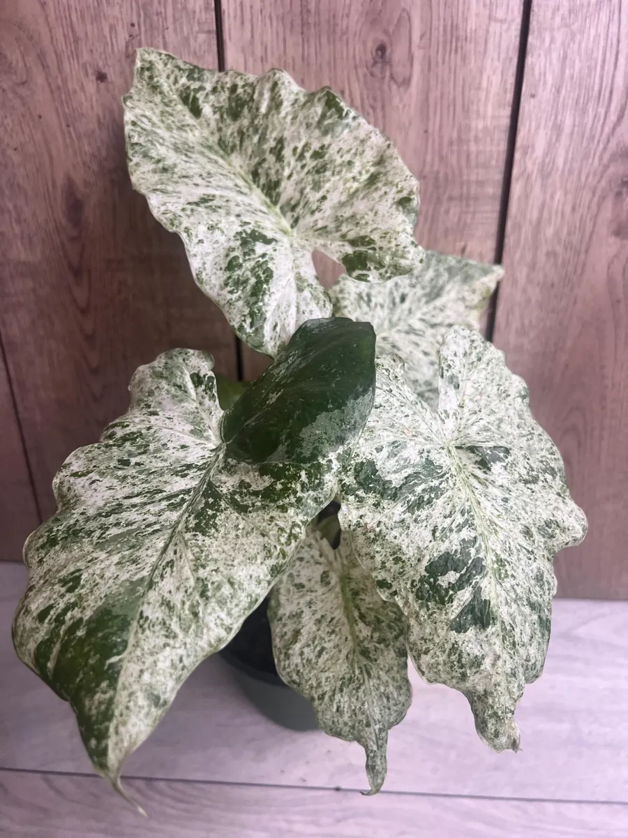 Alocasia Macrorrhiza Camouflage Variegated Live Plant – 6 inch Pot – Indoor - Image 9