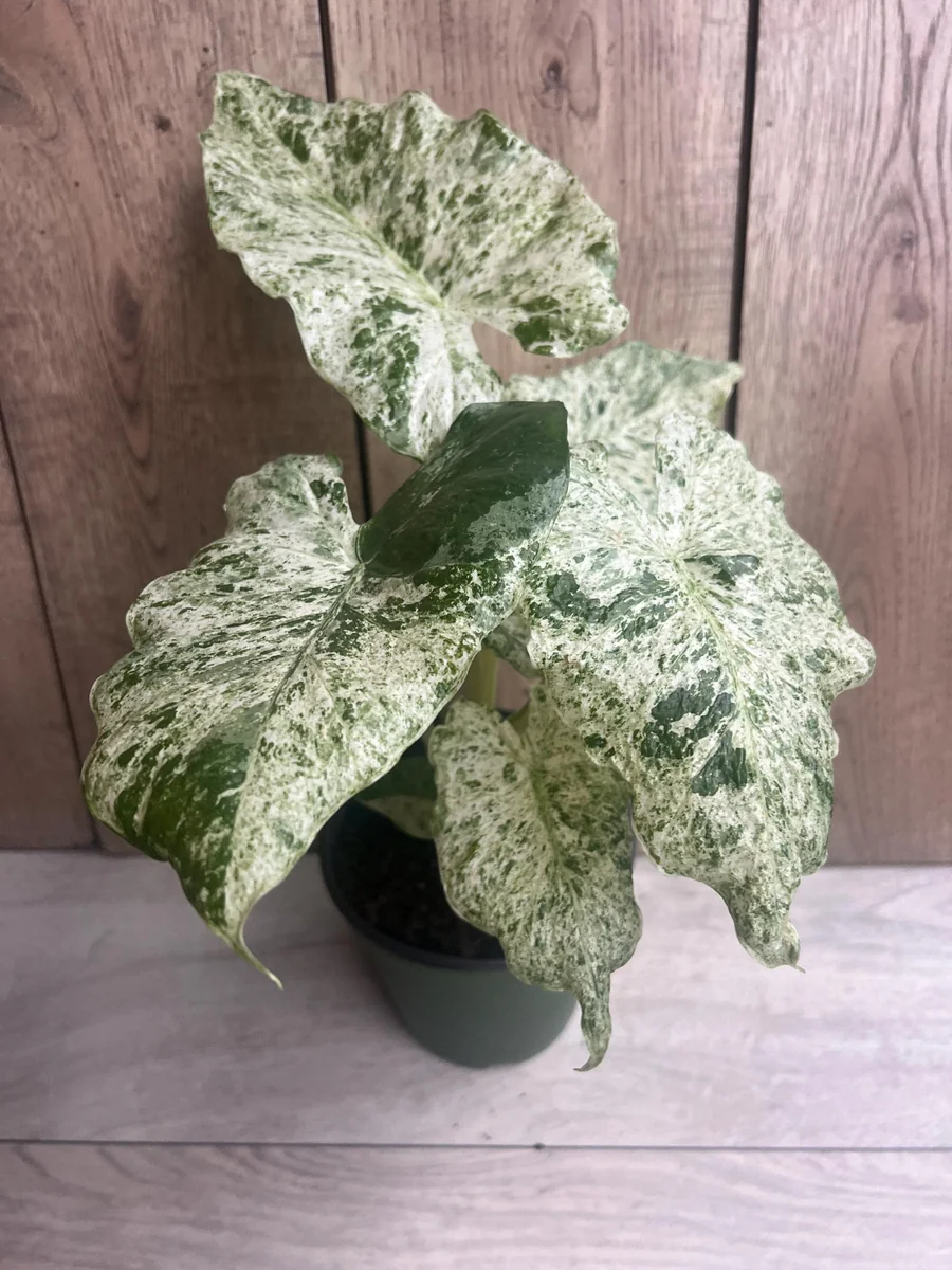 Alocasia Macrorrhiza Camouflage Variegated Live Plant – 6 inch Pot – Indoor - Image 1