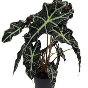 Alocasia Polly Live Plant – African Black Shield – 6 inch Pot – Houseplant - Image 2