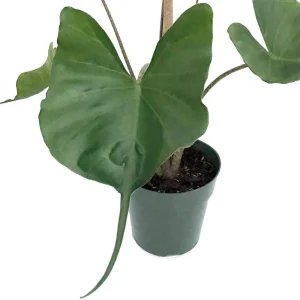 Alocasia Stingray Live Plant – Unique Elephant Ears – 4 inch Pot – Indoor/Outdoor - Image 3