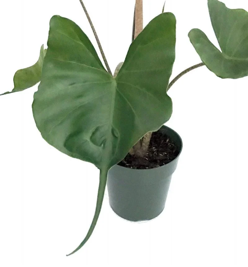 hanging potted plant Hanging Goldfish Plant  Dahing Plants
