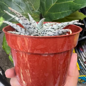 Aloe Blizzard Live Succulent Plant – 4 inch Pot – Easy Care Indoor - Image 2