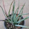 Aloe Blue Elf Succulent Live Plant - Drought Tolerant Houseplant - Image 1
