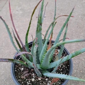 Aloe Blue Elf Succulent Live Plant - Drought Tolerant Houseplant - Image 1