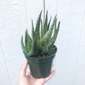 Aloe Krakatoa Succulent Live Plant – 4 Inch Aloe Hybrid – Indoor & Outdoor - Image 1