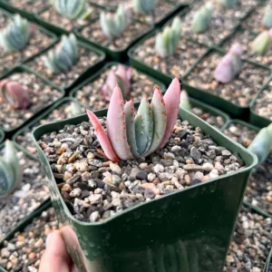 Aloe Peglerae Live Plant - Rare Rosette Pink Succulent in 3.5" Pot - Image 2