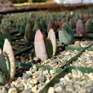 Aloe Peglerae Live Plant - Rare Rosette Pink Succulent in 3.5