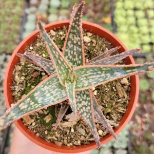 Aloe 'Pink Blush' Succulent Live Plant - Drought Tolerant Houseplant - Image 2