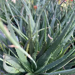 Aloe Safari Sunrise Live Plant – 6 inch Pot – Medium Green – Indoor/Outdoor - Image 2