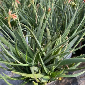 Aloe Safari Sunrise Live Plant – 6 inch Pot – Medium Green – Indoor/Outdoor - Image 3