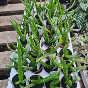 Aloe Vera Live Plant - 3-6