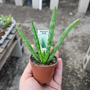 Aloe Vera Live Plant - 3-6