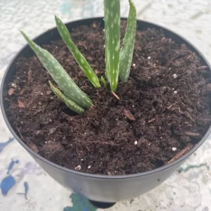 Aloe Vera Live Plant - 3-6