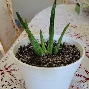 Aloe Vera Live Plant - 3-6