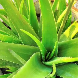 Aloe Vera Live Plant - 3.5 Inch Pot Easy Care Succulent Houseplant - Image 1