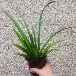 Aloe Vera Live Plant - 4 inch Pot - Indoor Succulent - Easy Care - Image 4