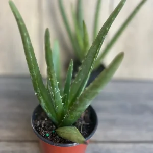 Aloe Vera Live Plant - Easy Care Succulent in 4 inch Nursery Pot - Image 3