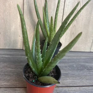 Aloe Vera Live Plant - Easy Care Succulent in 4 inch Nursery Pot - Image 5