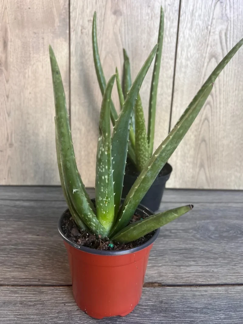 dracaena trifasciata Dracaena trifasciata 'Laurentii'