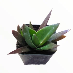Aloe Walmsley's Bronze Succulent Plant - Hardy & Drought-Tolerant Live Plant - Image 2
