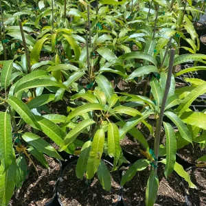 Alphonso Mango Live Plant – Mangifera indica – 12 inches tall in 3 Gallon Container - Image 1