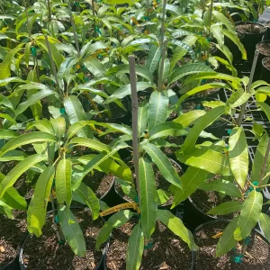 Alphonso Mango Live Plant – Mangifera indica – 12 inches tall in 3 Gallon Container - Image 6